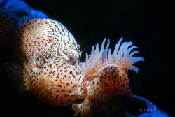 Leopard Anemone Shrimp by Julian Hsu 